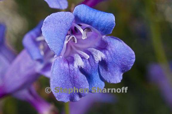 penstemon azureus var azureus 6 graphic